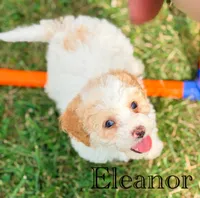Eleanor, a female Cockapoo for sale in Moulton, IA – 2 of 6