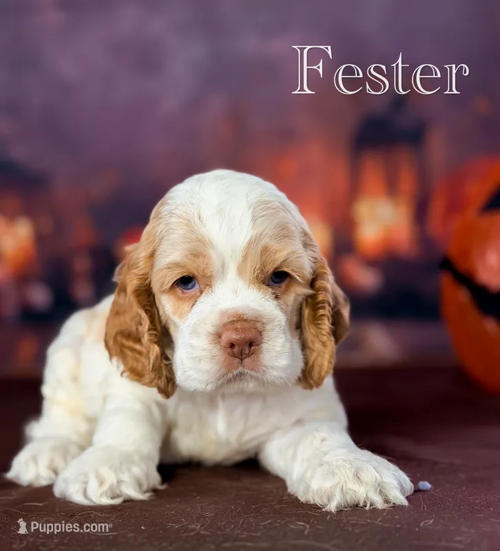 Fester  – Cocker Spaniel puppy for sale in Moulton, IA
