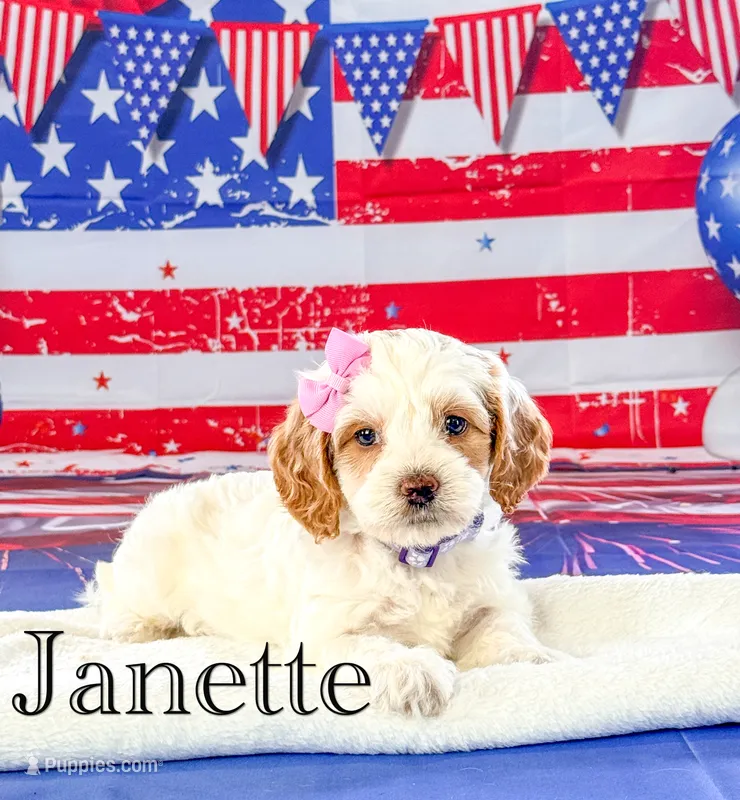 Janette  – Cockapoo puppy for sale in Moulton, IA