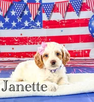 Janette , a female Cockapoo for sale in Moulton, IA – 1 of 5
