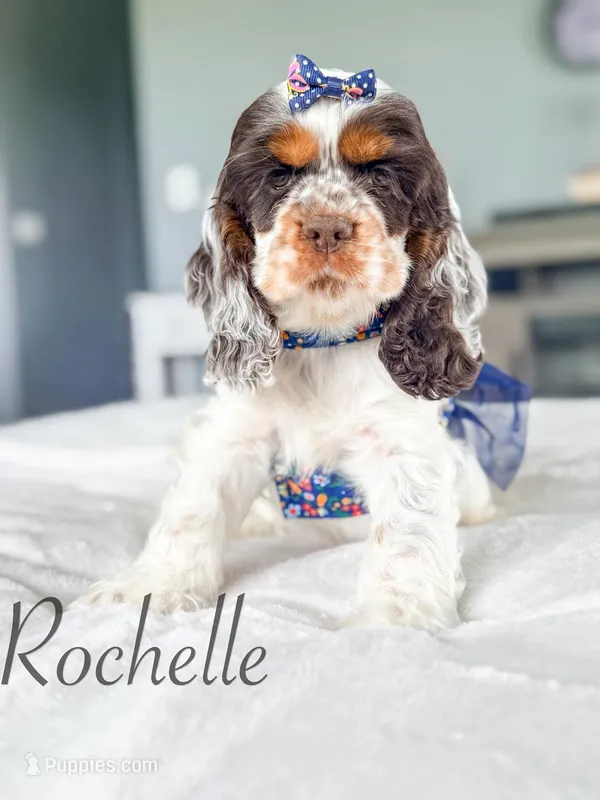 Rochelle – Cocker Spaniel puppy for sale in Moulton, IA