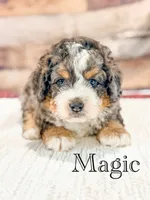 Magic , a male Miniature Bernedoodle for sale in Moulton, IA – 5 of 5