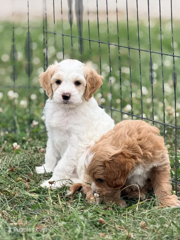 Theodore – Cockapoo puppy for sale in Moulton, IA