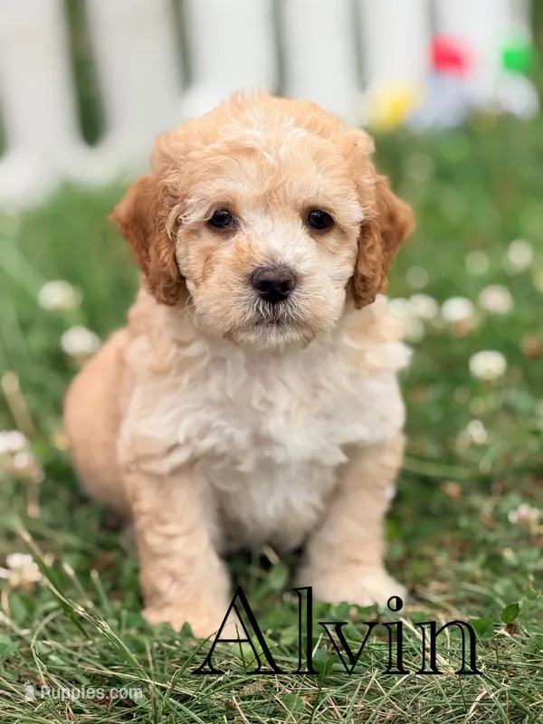 Alvin  – Cockapoo puppy for sale in Moulton, IA