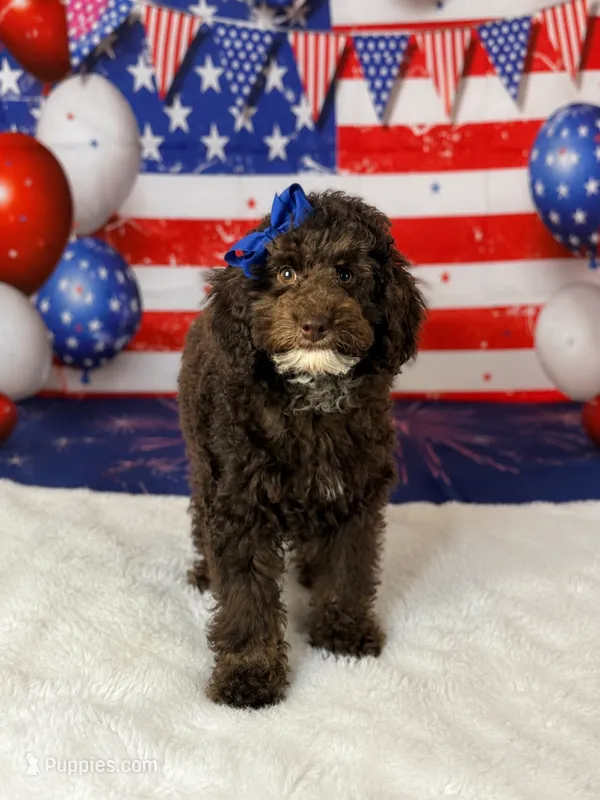 Anna – Cockapoo puppy for sale in Moulton, IA