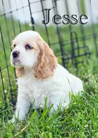 Jesse, a male Cocker Spaniel for sale in Moulton, IA – 8 of 9