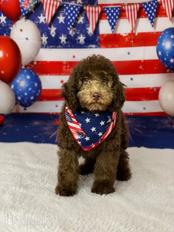 Lumiere  – Cockapoo puppy for sale in Moulton, IA