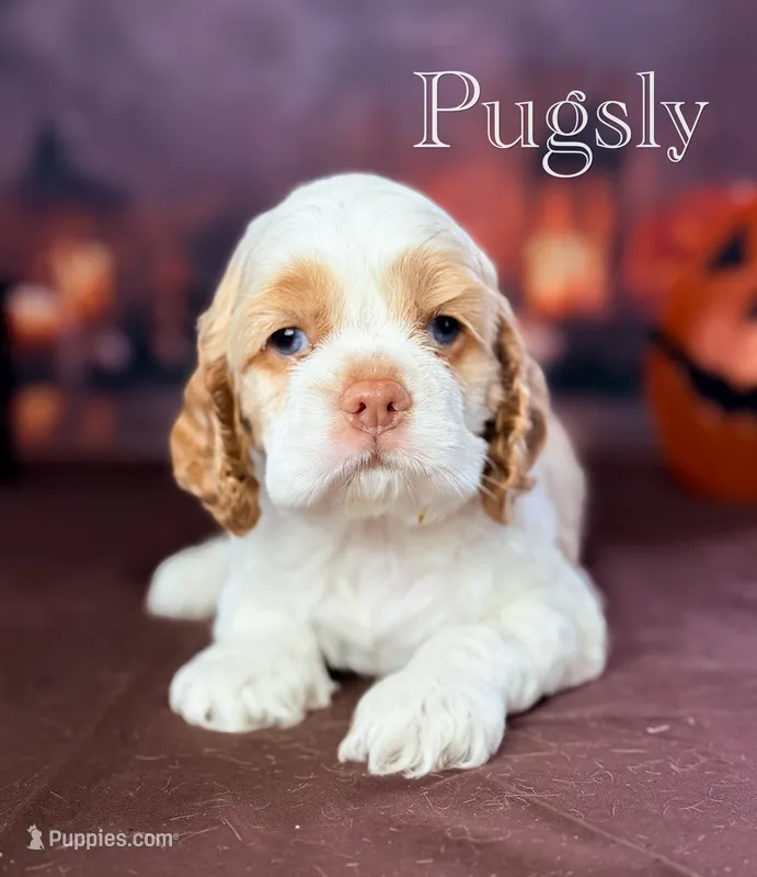 Pugsly  – Cocker Spaniel puppy for sale in Moulton, IA
