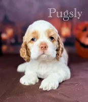 Pugsly , a male Cocker Spaniel for sale in Moulton, IA – 1 of 5