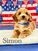 Simon , a male Cockapoo for sale in Moulton, IA – 2 of 5