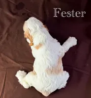 Fester , a male Cocker Spaniel for sale in Moulton, IA – 5 of 7