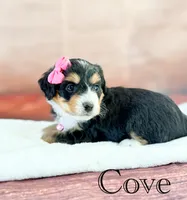 Cove, a female Miniature Bernedoodle for sale in Moulton, IA – 3 of 6