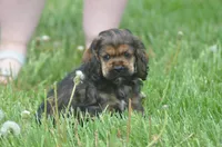 Jerry, a male Cocker Spaniel for sale in Moulton, IA – Photo 2 of 10