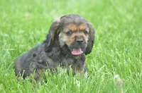 Jerry, a male Cocker Spaniel for sale in Moulton, IA – Photo 3 of 10