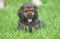 Jerry, a male Cocker Spaniel for sale in Moulton, IA – Photo 5 of 10