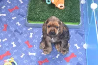 Jerry, a male Cocker Spaniel for sale in Moulton, IA – Photo 10 of 10