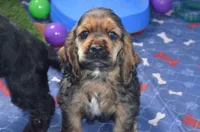 Jerry, a male Cocker Spaniel for sale in Moulton, IA – Photo 6 of 10