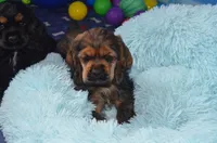 Jerry, a male Cocker Spaniel for sale in Moulton, IA – Photo 7 of 10