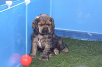 Jerry, a male Cocker Spaniel for sale in Moulton, IA – Photo 8 of 10