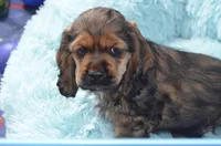 Jerry, a male Cocker Spaniel for sale in Moulton, IA – Photo 1 of 10