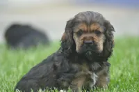 Jerry, a male Cocker Spaniel for sale in Moulton, IA – Photo 4 of 10