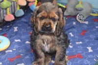 Jerry, a male Cocker Spaniel for sale in Moulton, IA – Photo 9 of 10