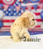 Jamie, a male Cocker Spaniel for sale in Moulton, IA – 4 of 6