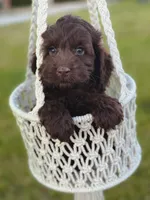 Julian, a male Cockapoo for sale in Moulton, IA – Photo 4 of 5