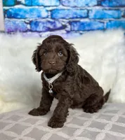 Julian, a male Cockapoo for sale in Moulton, IA – Photo 3 of 5