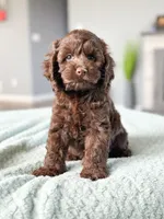 Julian, a male Cockapoo for sale in Moulton, IA – Photo 1 of 5