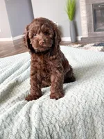 Julian, a male Cockapoo for sale in Moulton, IA – Photo 5 of 5