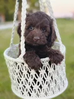Julian, a male Cockapoo for sale in Moulton, IA – Photo 2 of 5