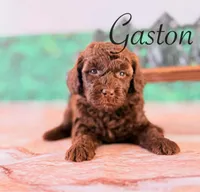 Gaston, a male Cockapoo for sale in Moulton, IA – Photo 3 of 3