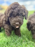 Gaston, a male Cockapoo for sale in Moulton, IA – 6 of 10
