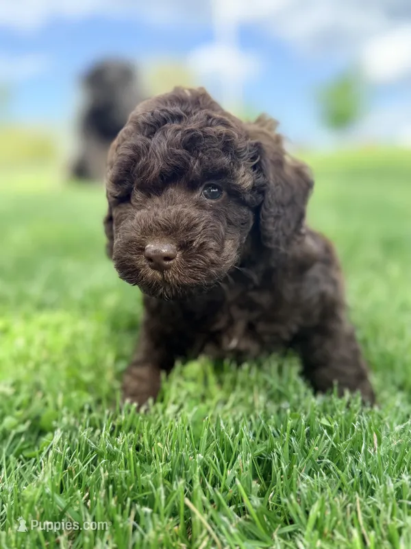 Gaston – Cockapoo puppy for sale in Moulton, IA