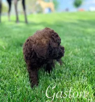Gaston, a male Cockapoo for sale in Moulton, IA – 8 of 10