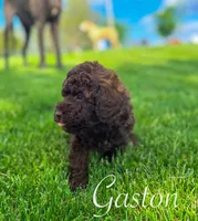 Gaston, a male Cockapoo for sale in Moulton, IA – 9 of 10