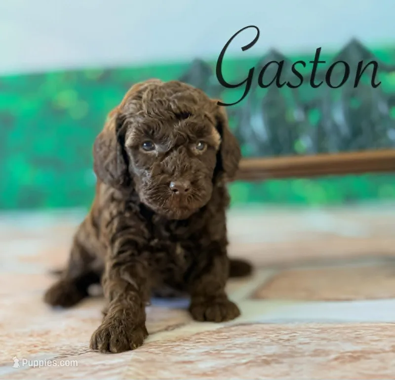 Gaston – Cockapoo puppy for sale in Moulton, IA