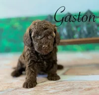 Gaston, a male Cockapoo for sale in Moulton, IA – Photo 1 of 3