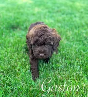 Gaston, a male Cockapoo for sale in Moulton, IA – 10 of 10