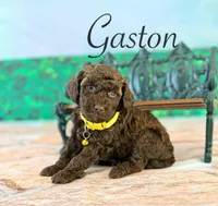 Gaston, a male Cockapoo for sale in Moulton, IA – Photo 2 of 3