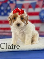 Claire , a female Cockapoo for sale in Moulton, IA – 4 of 5