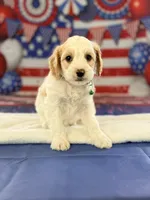 Theodore, a female Cockapoo for sale in Moulton, IA – 3 of 4
