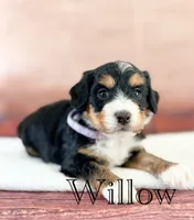 Willow, a female Miniature Bernedoodle for sale in Moulton, IA – 2 of 3