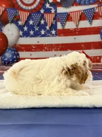 Claire , a female Cockapoo for sale in Moulton, IA – 2 of 5