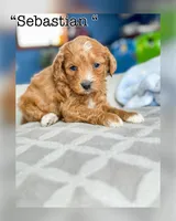 Sebastian, a male Miniature Bernedoodle for sale in Moulton, IA – Photo 1 of 4