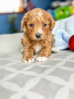Sebastian, a male Miniature Bernedoodle for sale in Moulton, IA – Photo 4 of 4