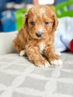 Sebastian, a male Miniature Bernedoodle for sale in Moulton, IA – Photo 2 of 4
