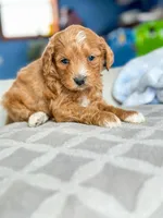 Sebastian, a male Miniature Bernedoodle for sale in Moulton, IA – Photo 3 of 4