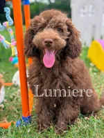 Lumiere , a male Cockapoo for sale in Moulton, IA – 8 of 8
